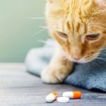 Penjelasan Tentang Amoxicillin Untuk Hewan