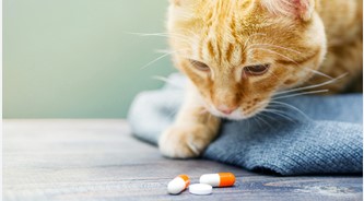 Penjelasan Tentang Amoxicillin Untuk Hewan